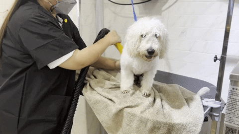 Drying wet dog